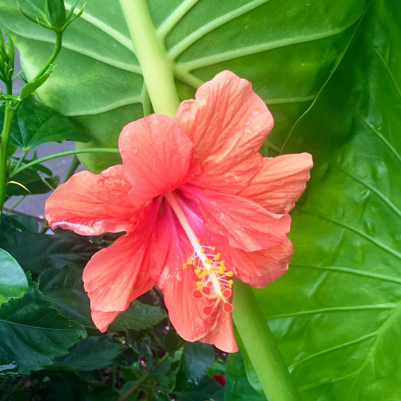 Hibiscus flower